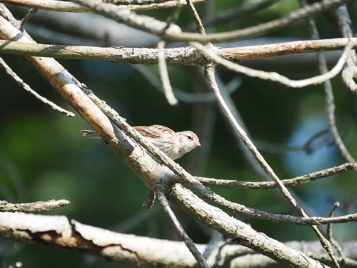 Moineau domestique - ML644123547