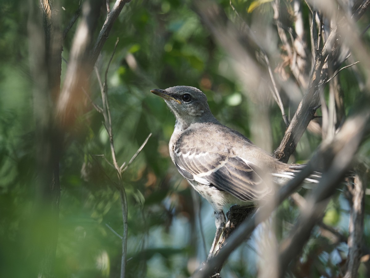 sangspottefugl - ML644123561