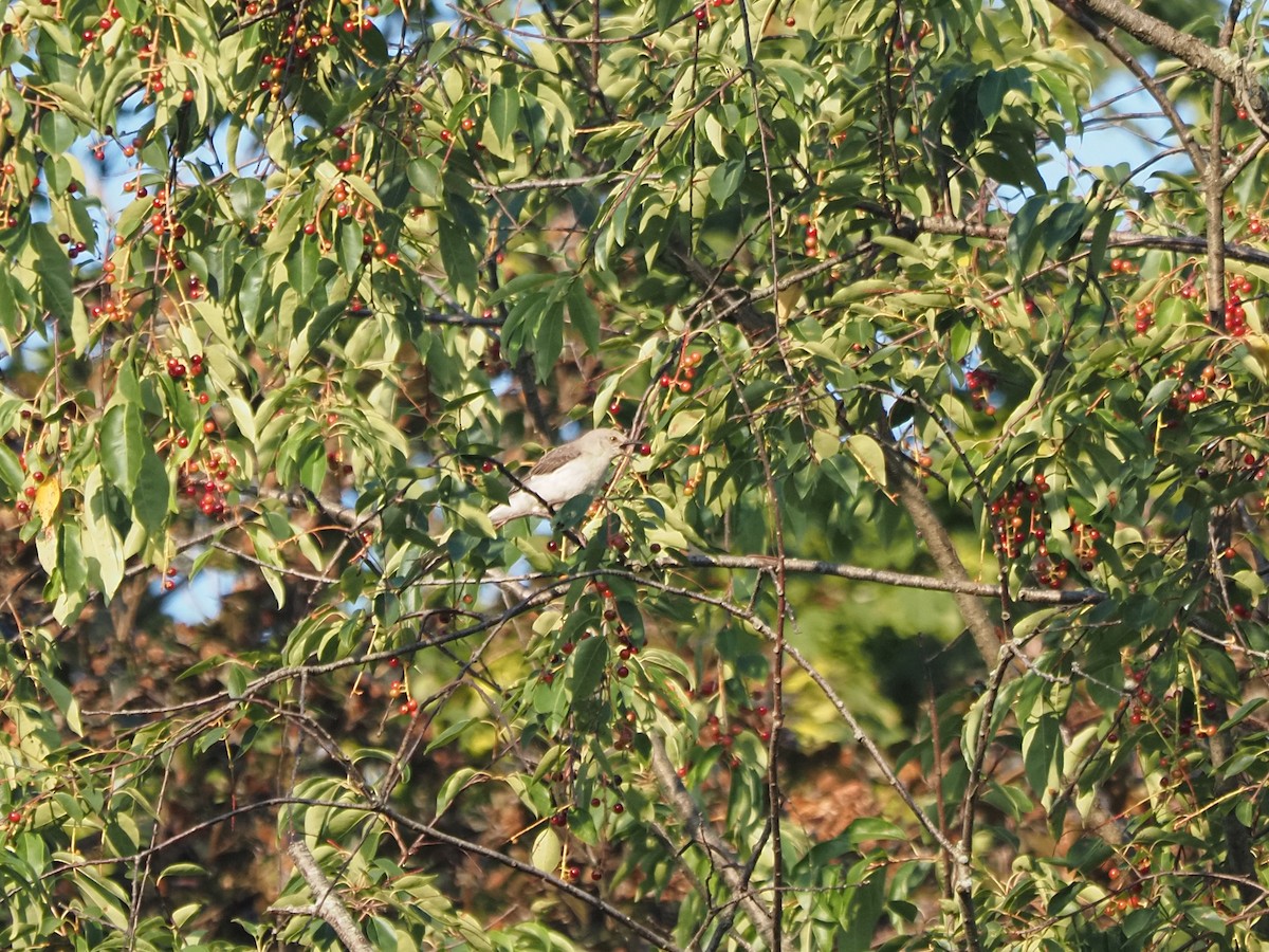 sangspottefugl - ML644123562
