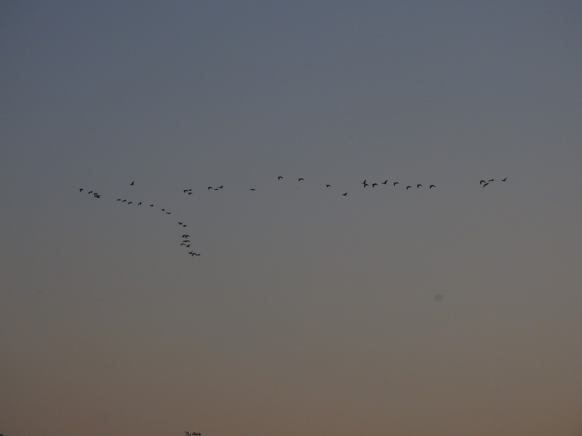 White-faced Ibis - ML644123597