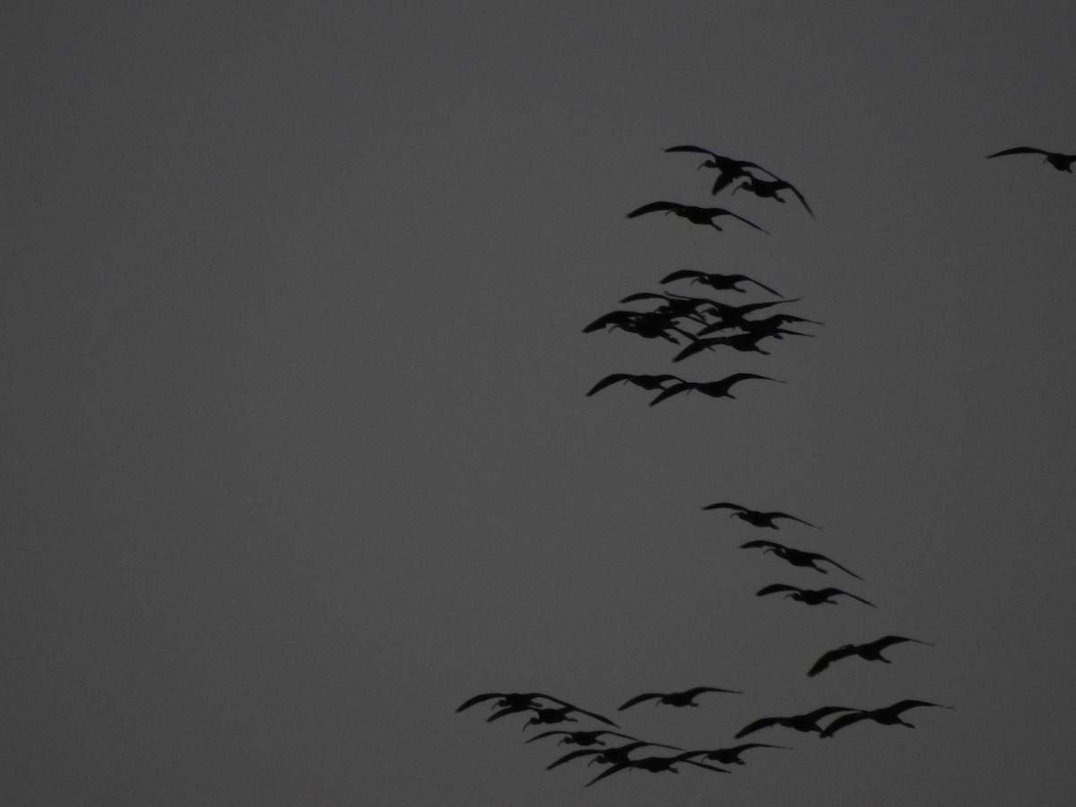 White-faced Ibis - ML644123598