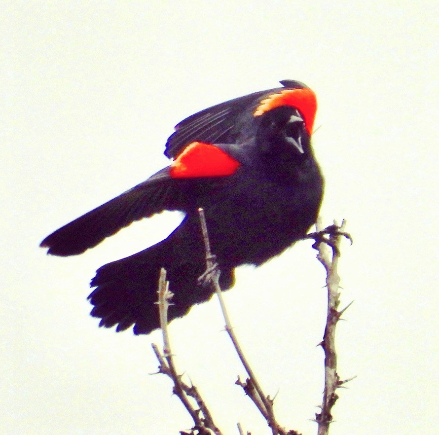 Red-winged Blackbird - ML644123617