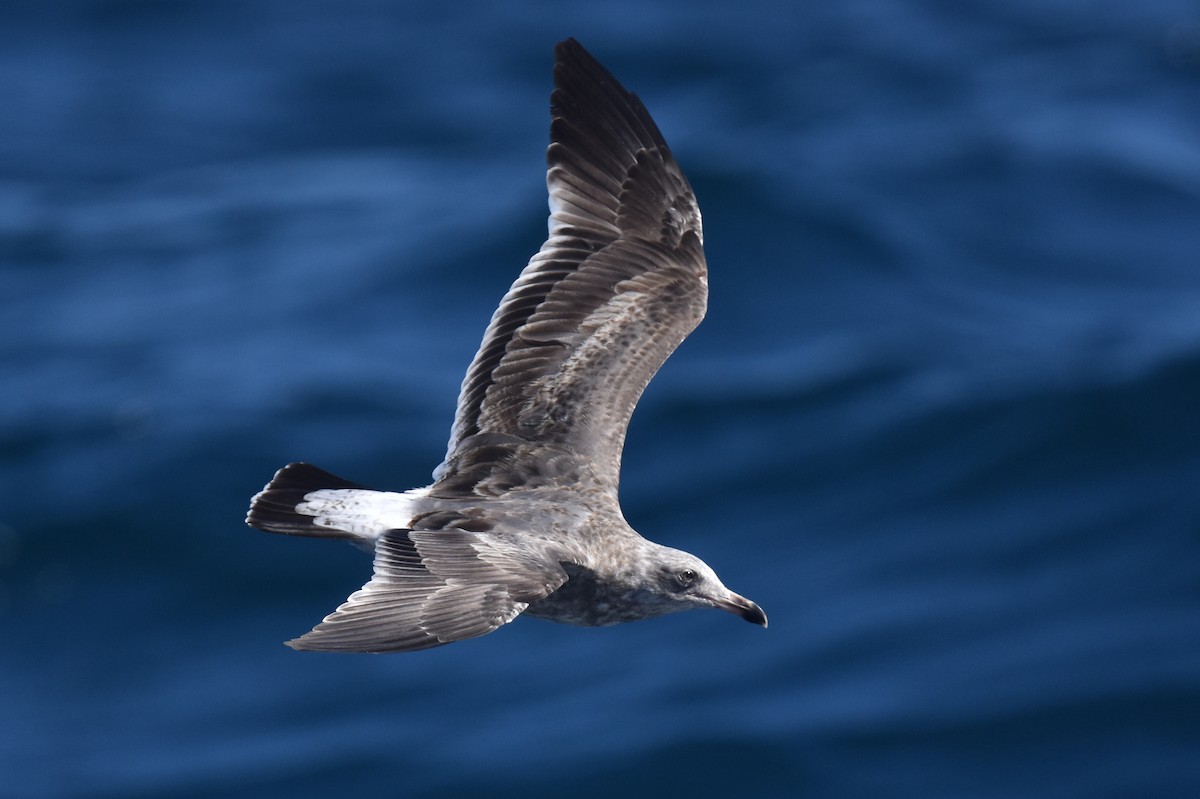 Western Gull - ML644123619