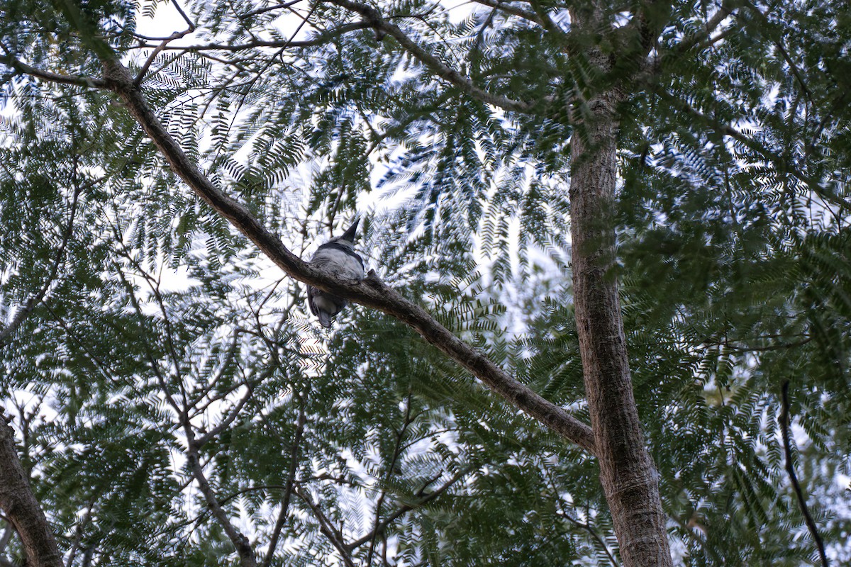 Tamatia à front blanc - ML644123622