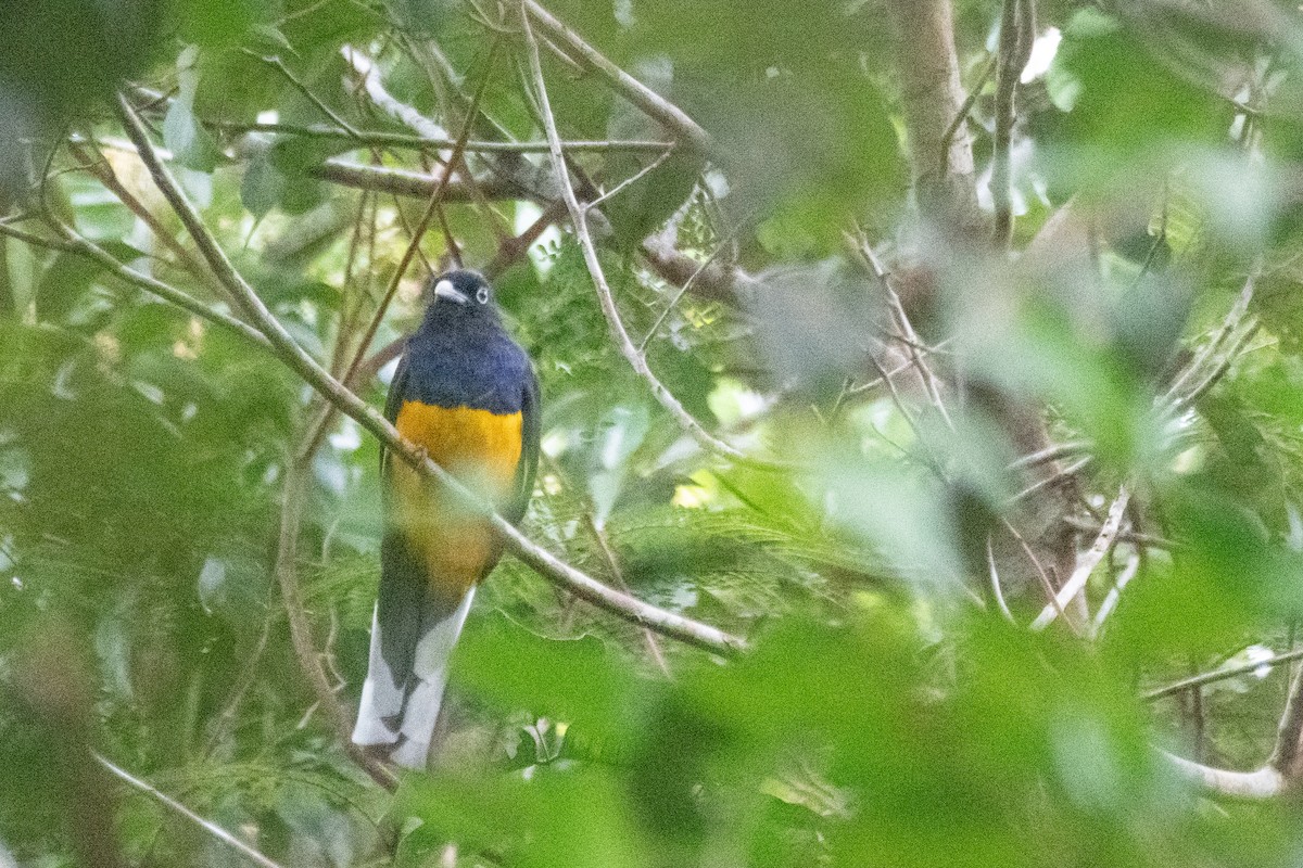 Trogon à queue blanche - ML644123625