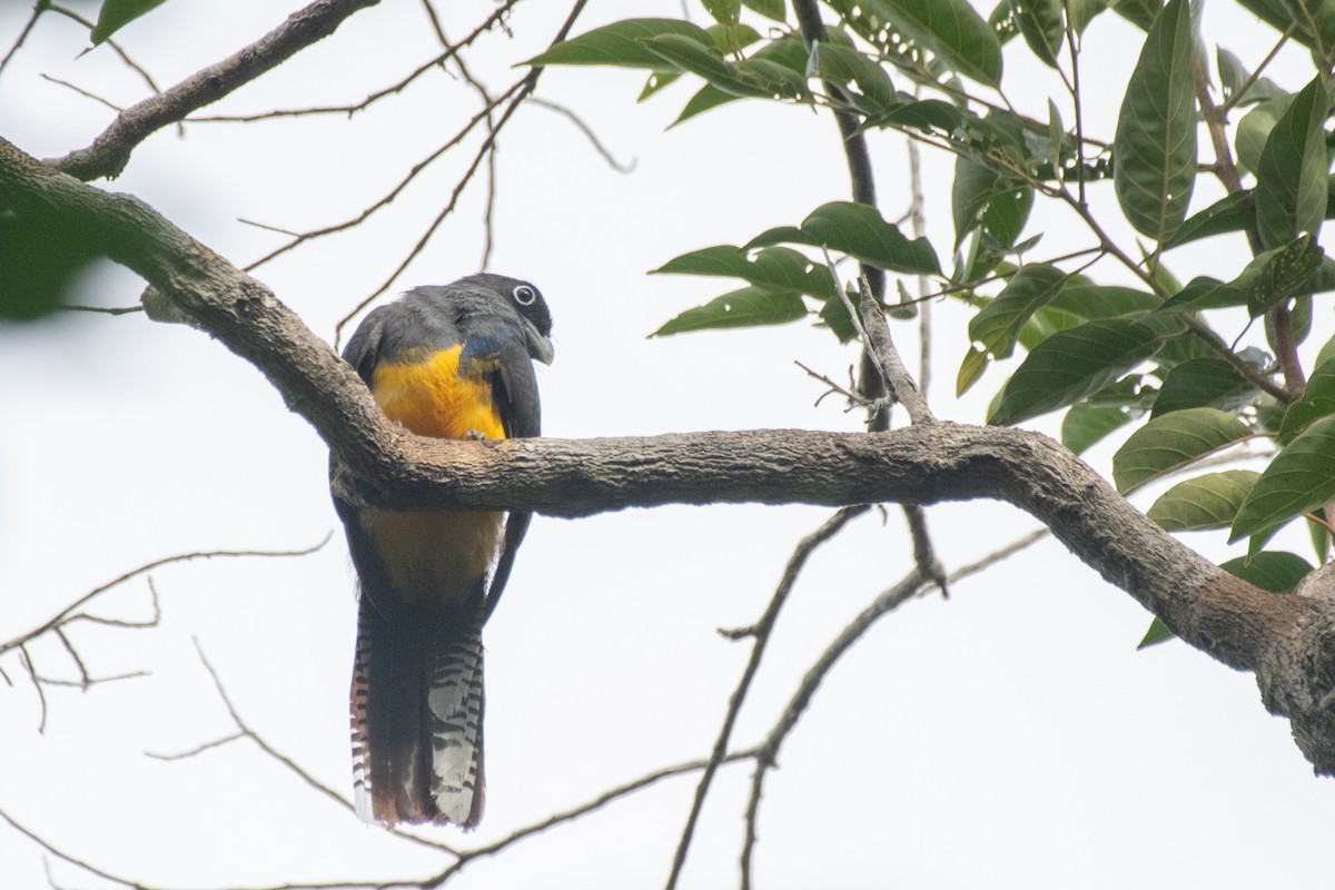 amazonedeltrogon - ML644123629