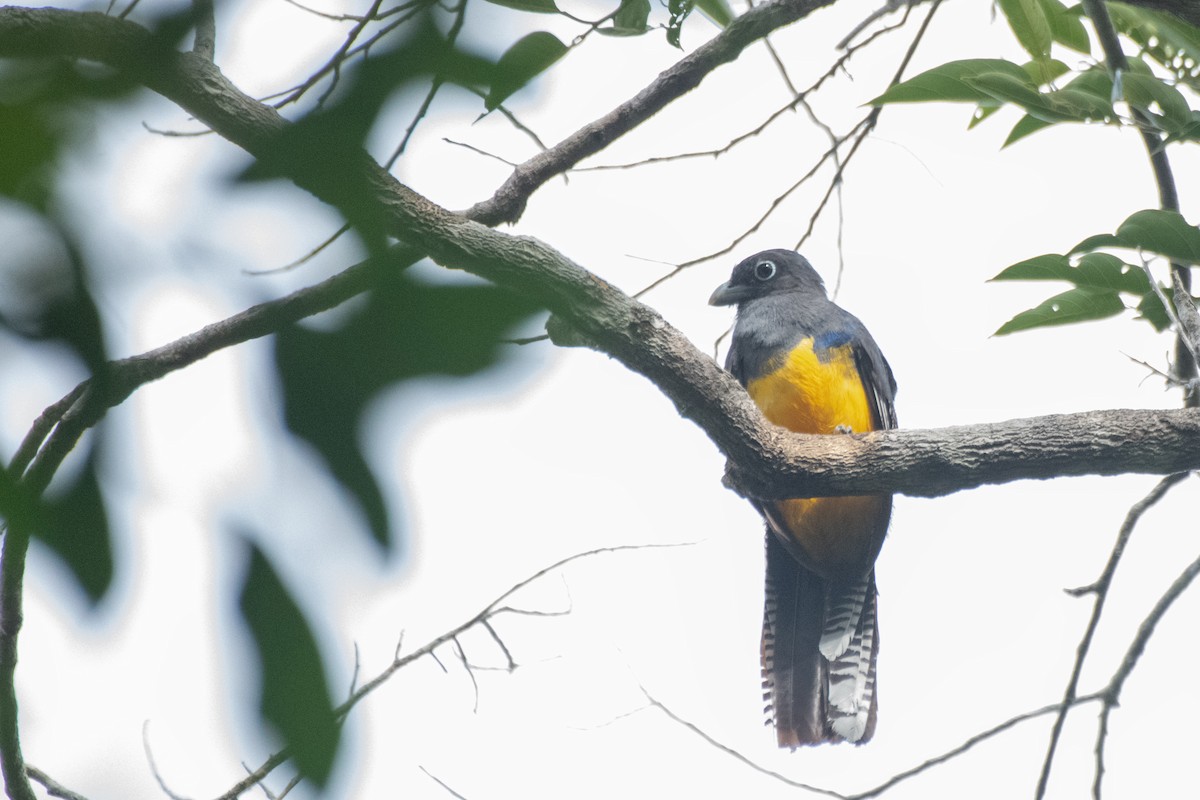 amazonedeltrogon - ML644123630