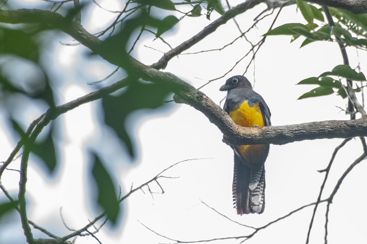 amazonedeltrogon - ML644123631