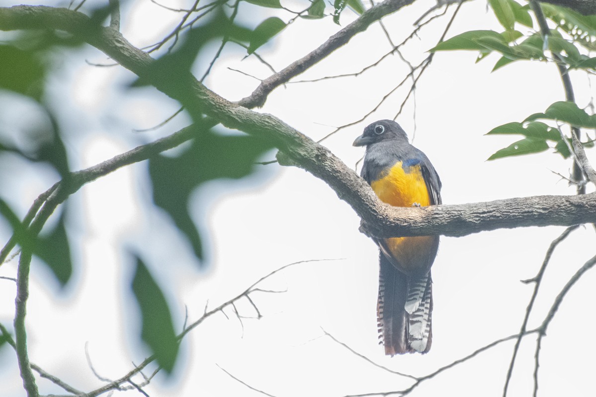 amazonedeltrogon - ML644123632