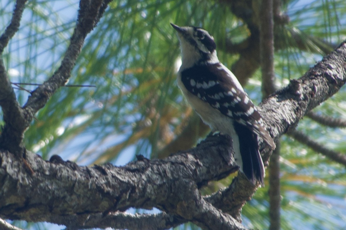Downy Woodpecker (Eastern) - ML644123642