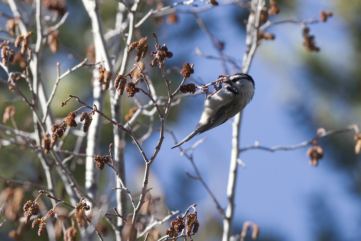 Mountain Chickadee - ML644123647
