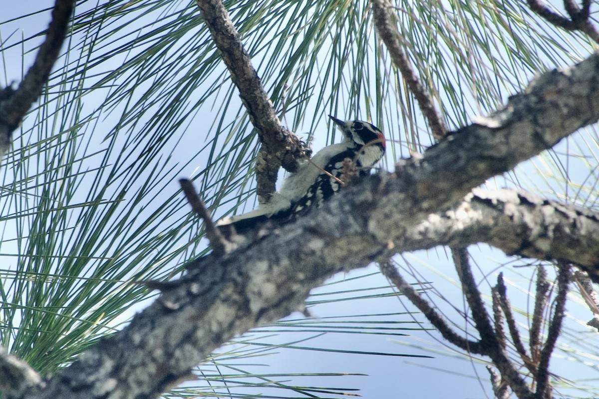 Downy Woodpecker (Eastern) - ML644123650