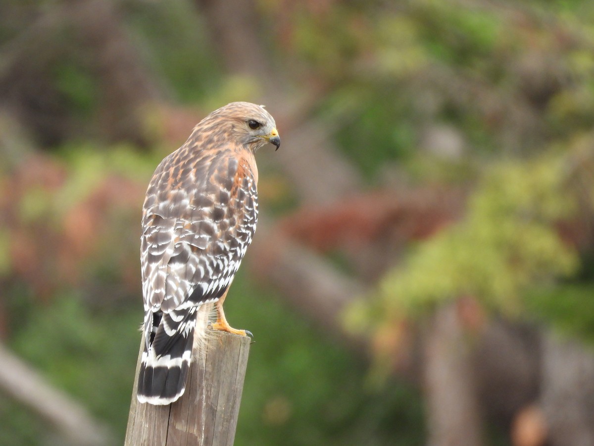 Red-shouldered Hawk - ML644123651