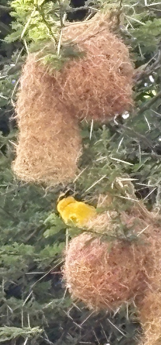 Black-necked Weaver - ML644123652