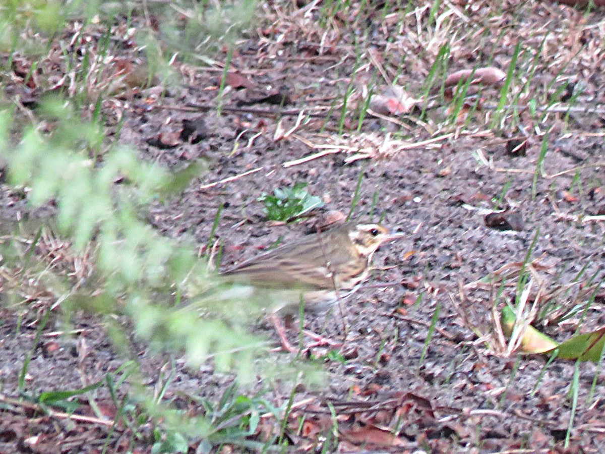 Olive-backed Pipit - ML644123663