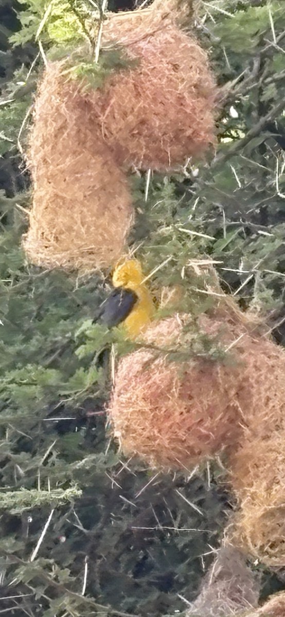 Black-necked Weaver - ML644123696