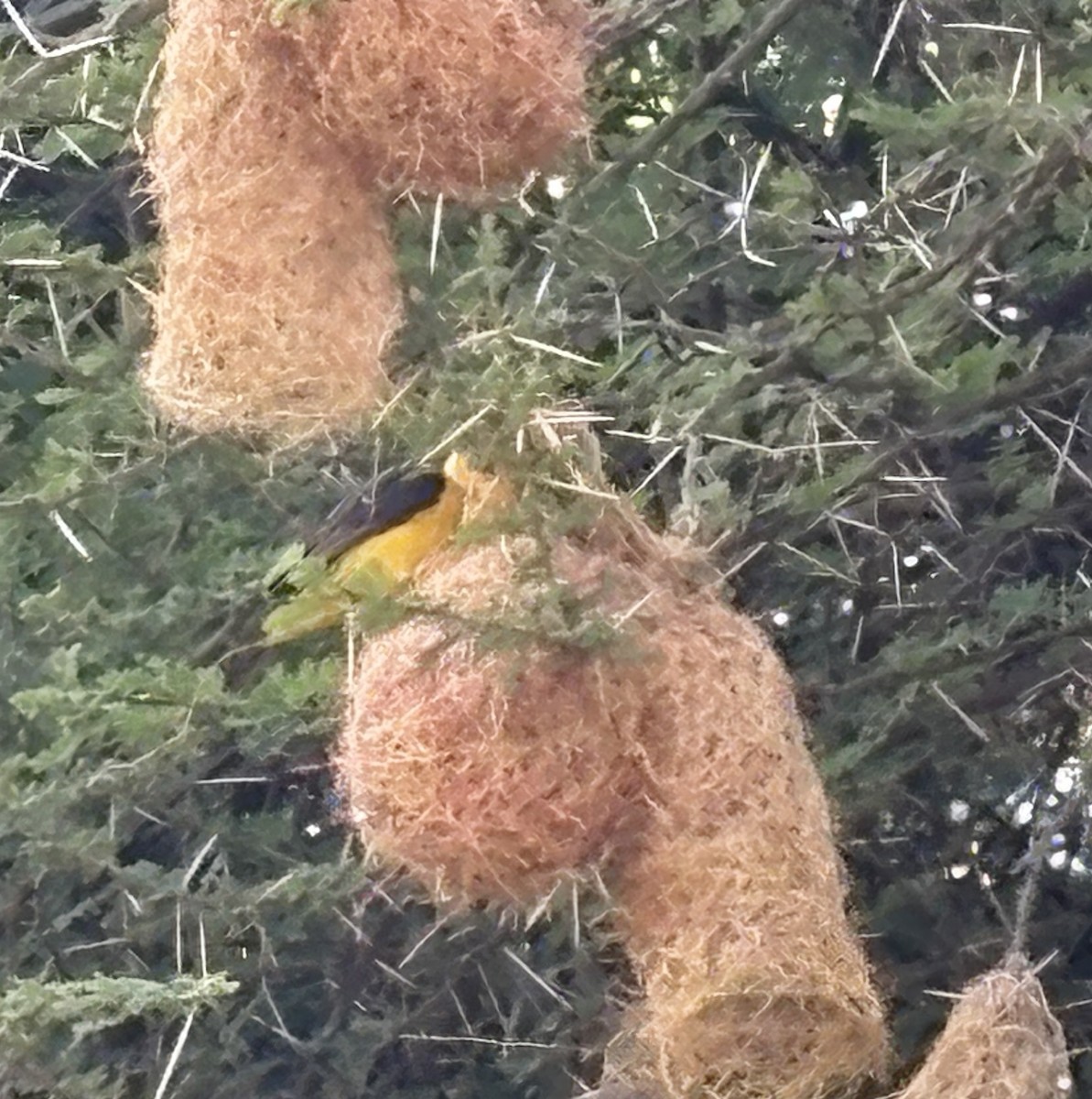 Black-necked Weaver - ML644123697