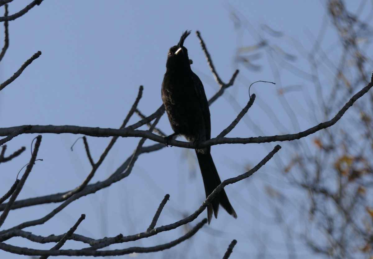 Crested Drongo (Madagascar) - ML644123700