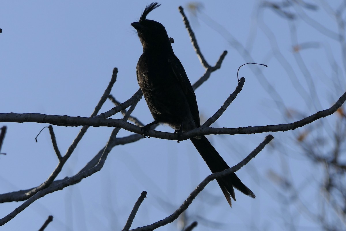 Crested Drongo (Madagascar) - ML644123701