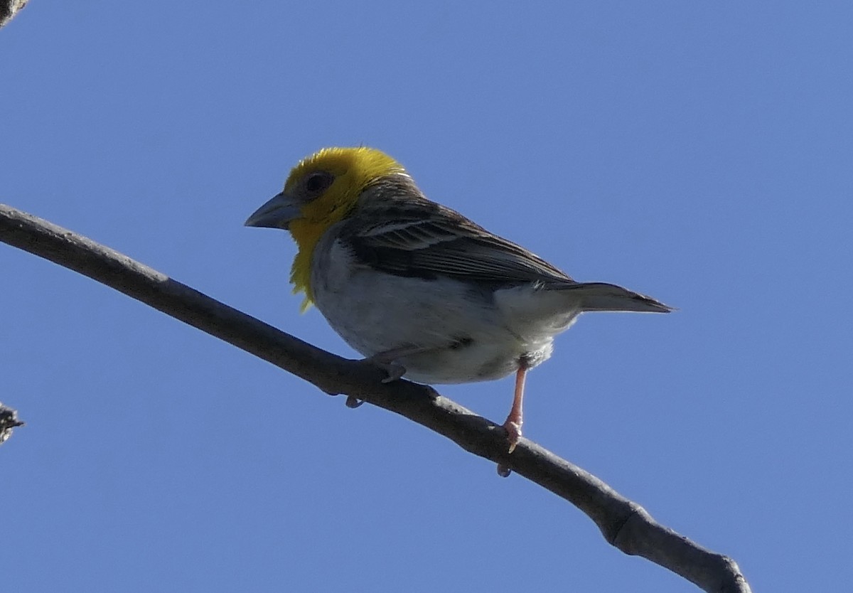 Sakalava Weaver - ML644123708