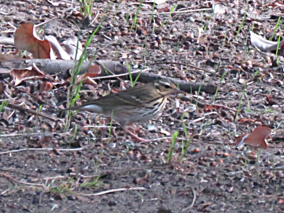 Olive-backed Pipit - ML644123730