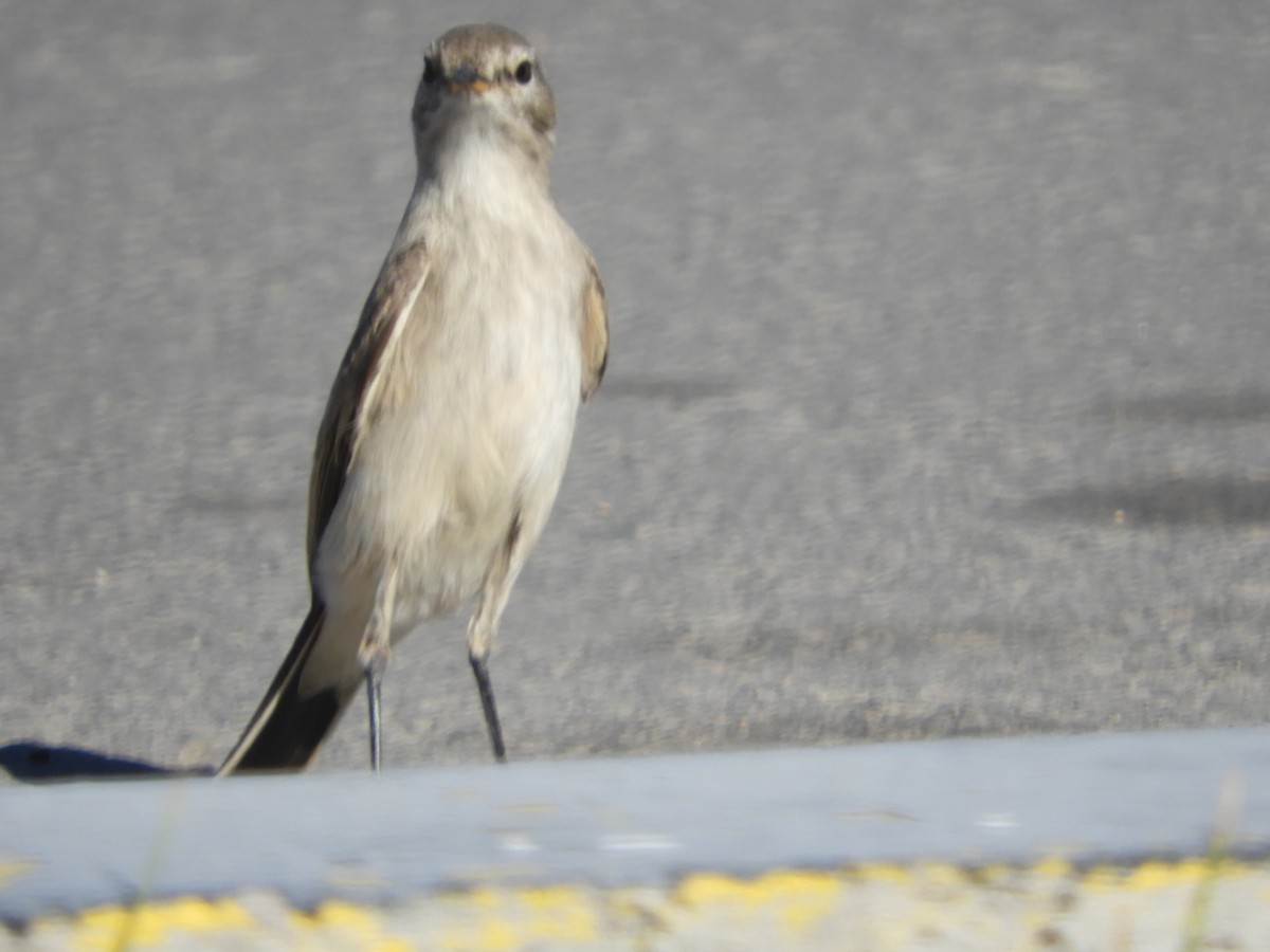 Spot-billed Ground-Tyrant - ML644123733