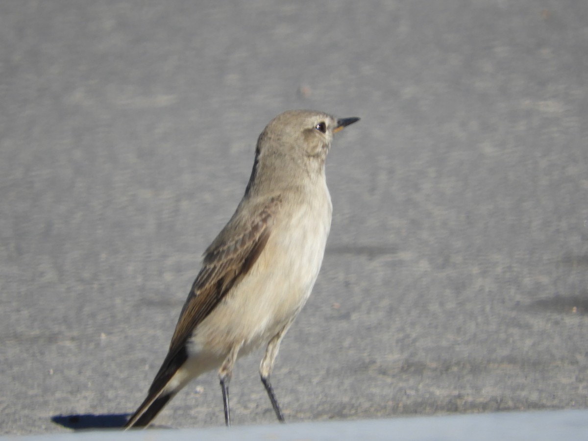 Spot-billed Ground-Tyrant - ML644123734