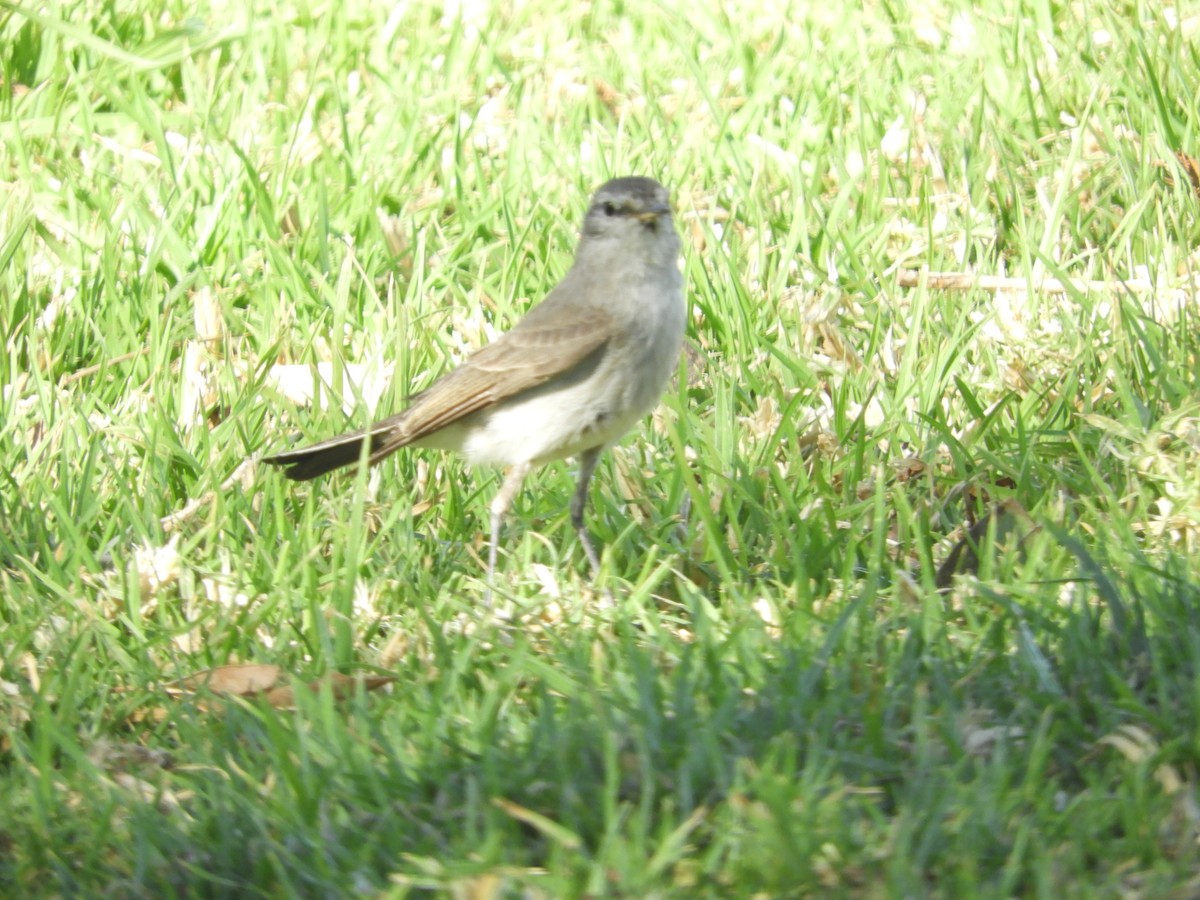 Spot-billed Ground-Tyrant - ML644123735