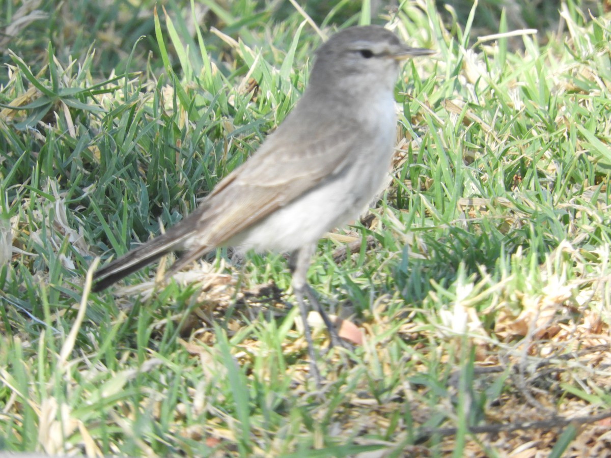 Spot-billed Ground-Tyrant - ML644123736