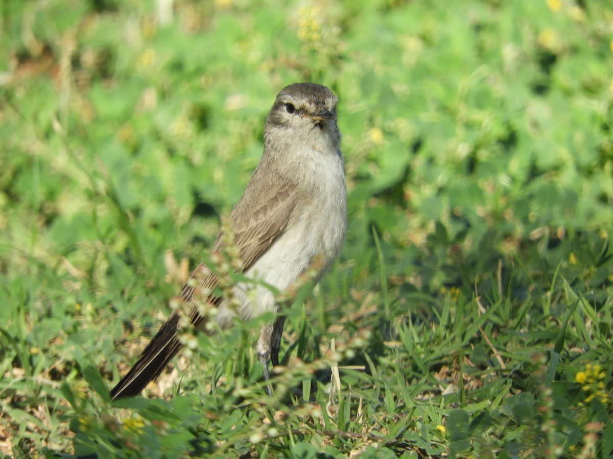 Spot-billed Ground-Tyrant - ML644123737