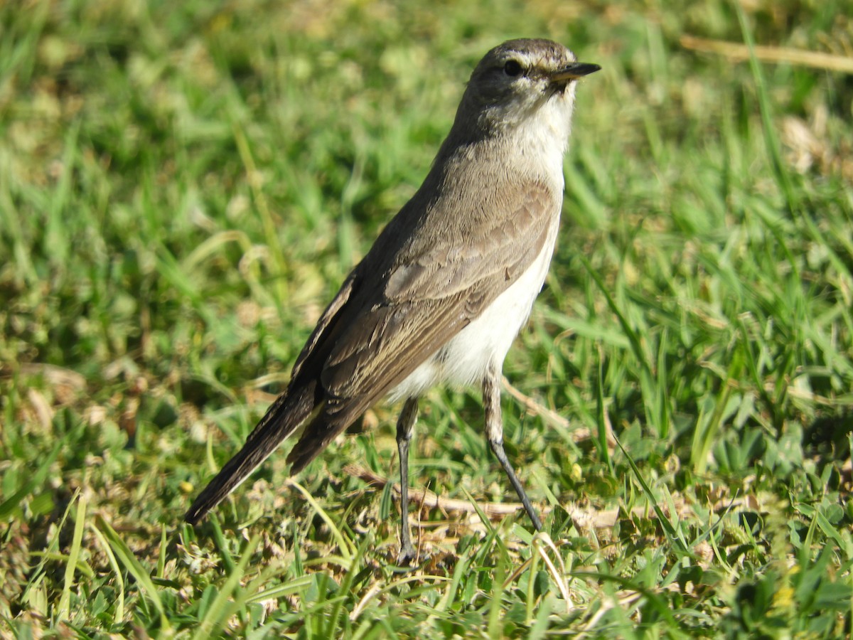 Spot-billed Ground-Tyrant - ML644123738