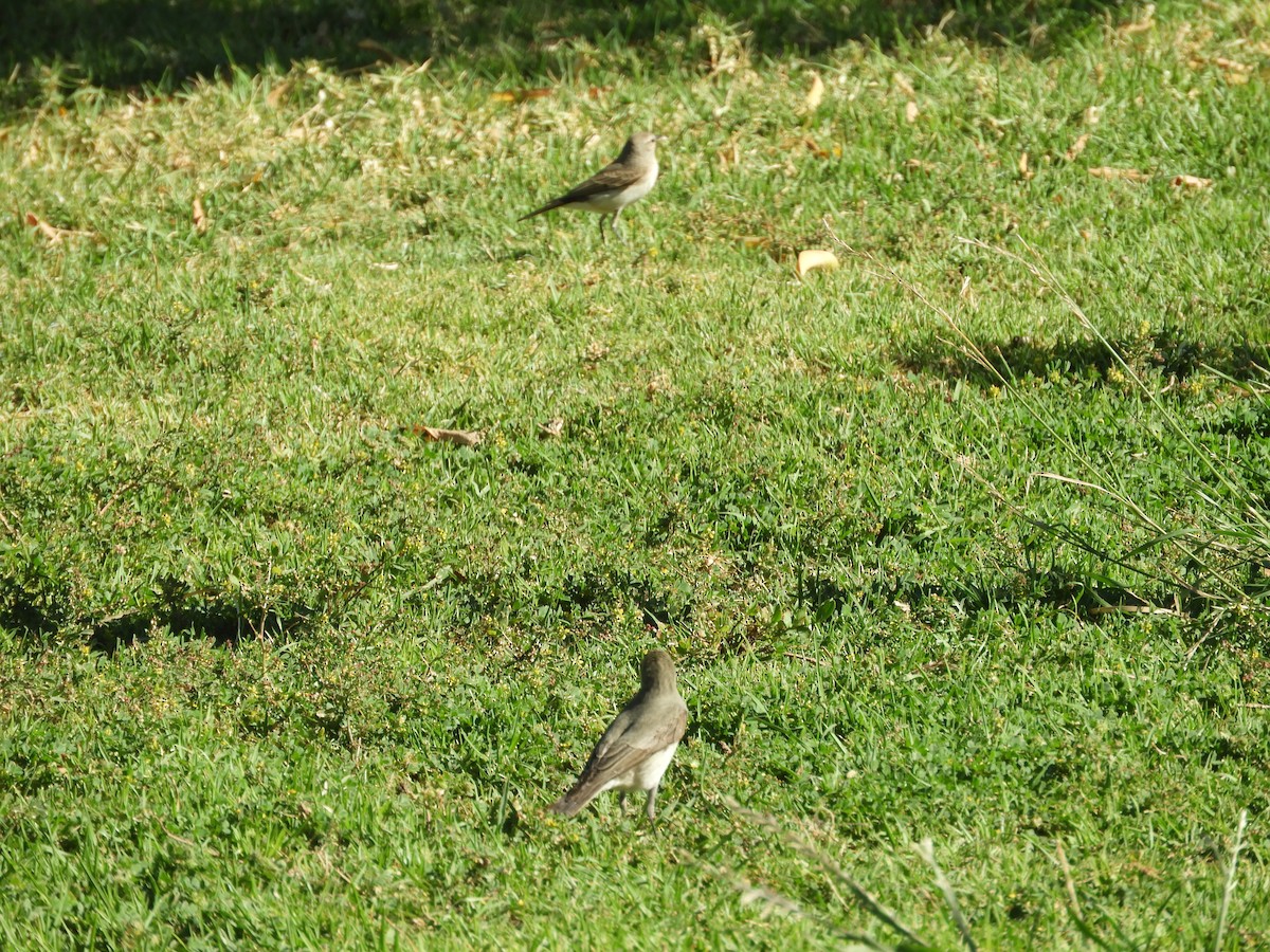 Spot-billed Ground-Tyrant - ML644123739