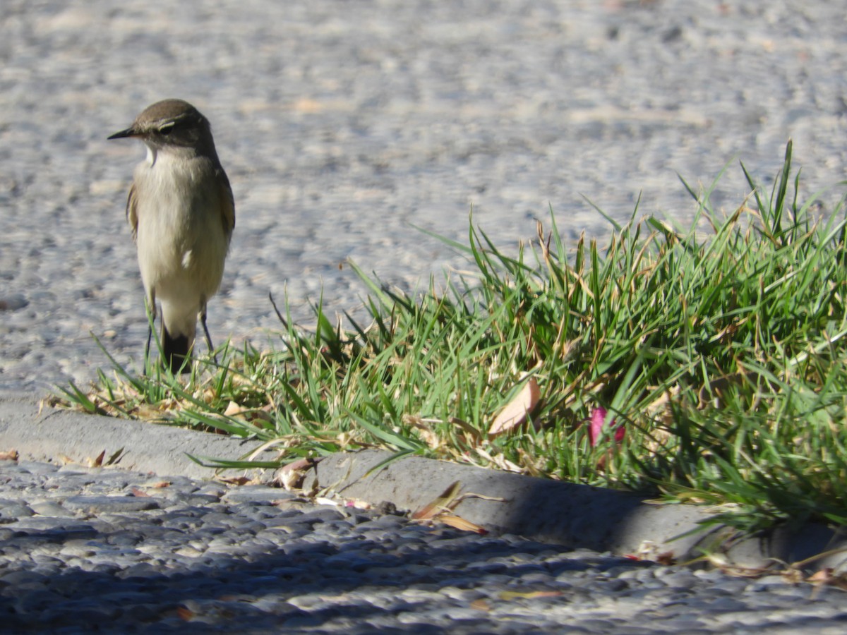 Spot-billed Ground-Tyrant - ML644123740