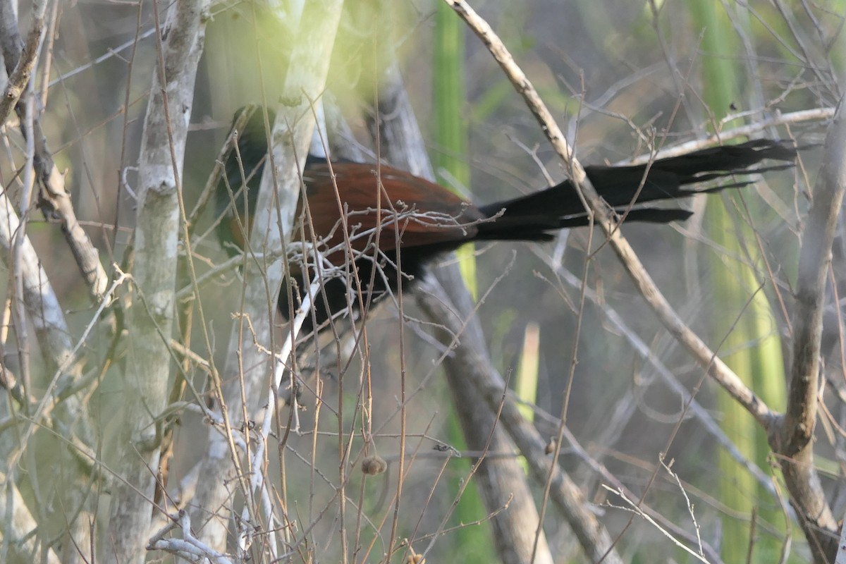 Malagasy Coucal - ML644123741