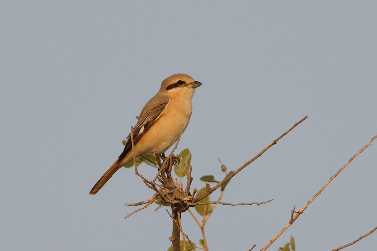 isabellavarsler (isabellinus) - ML644123748