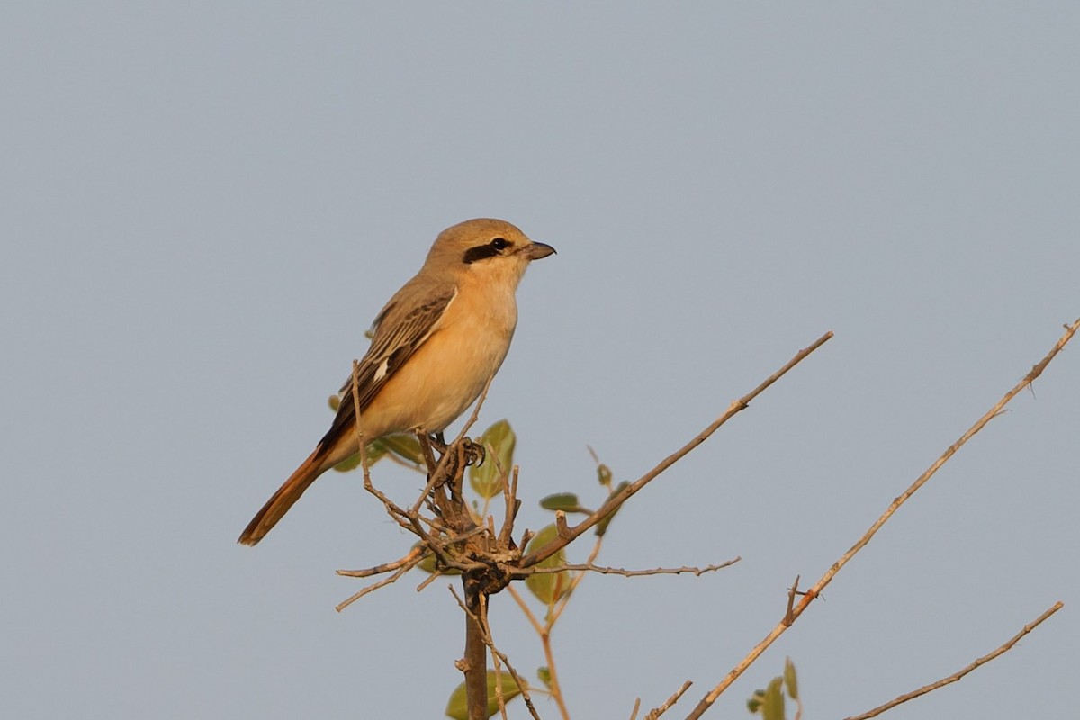 isabellavarsler (isabellinus) - ML644123749