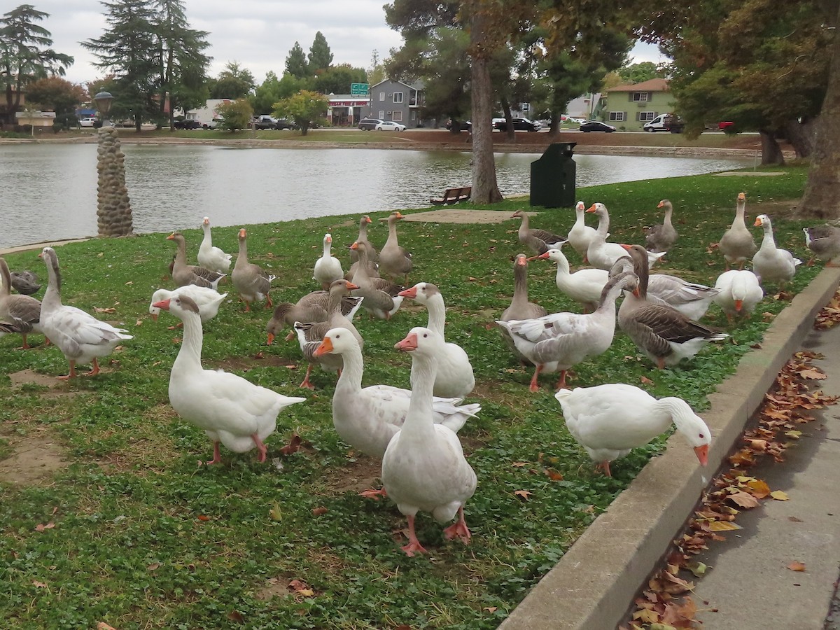 tamgås (domestisert Anser sp.) - ML644123774