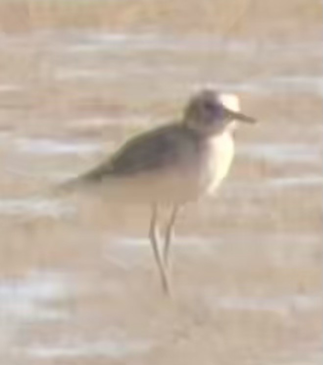 Mountain Plover - ML644123775
