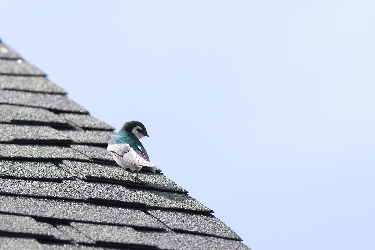 Violet-green Swallow - ML644123776