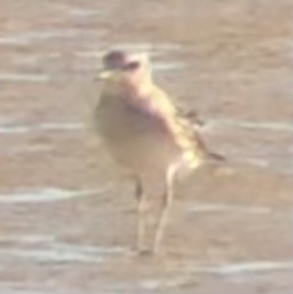Mountain Plover - ML644123778