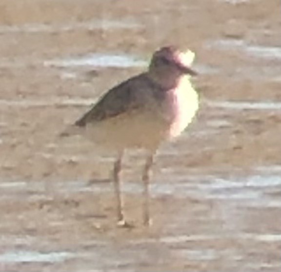 Mountain Plover - ML644123779