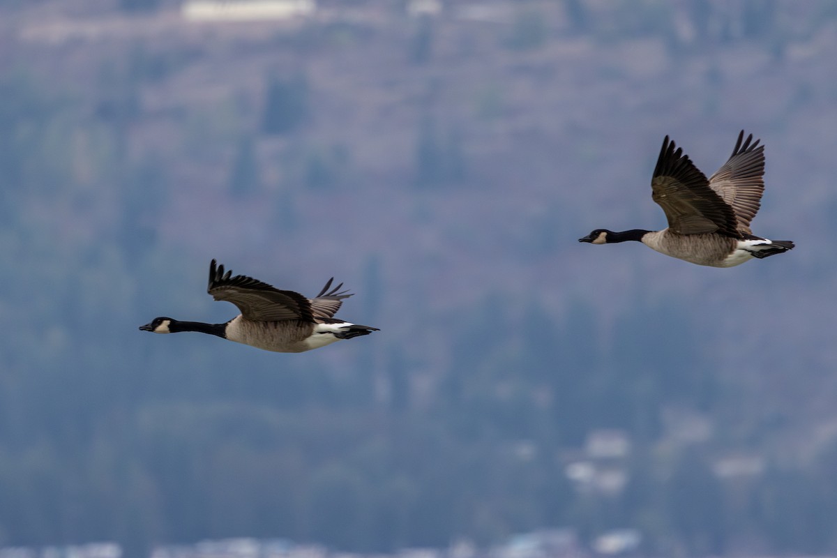 Canada Goose - ML644123780