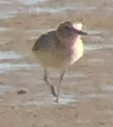 Mountain Plover - ML644123781