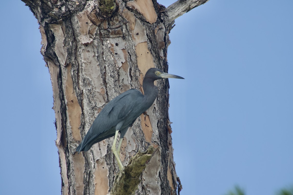 Little Blue Heron - ML644123785