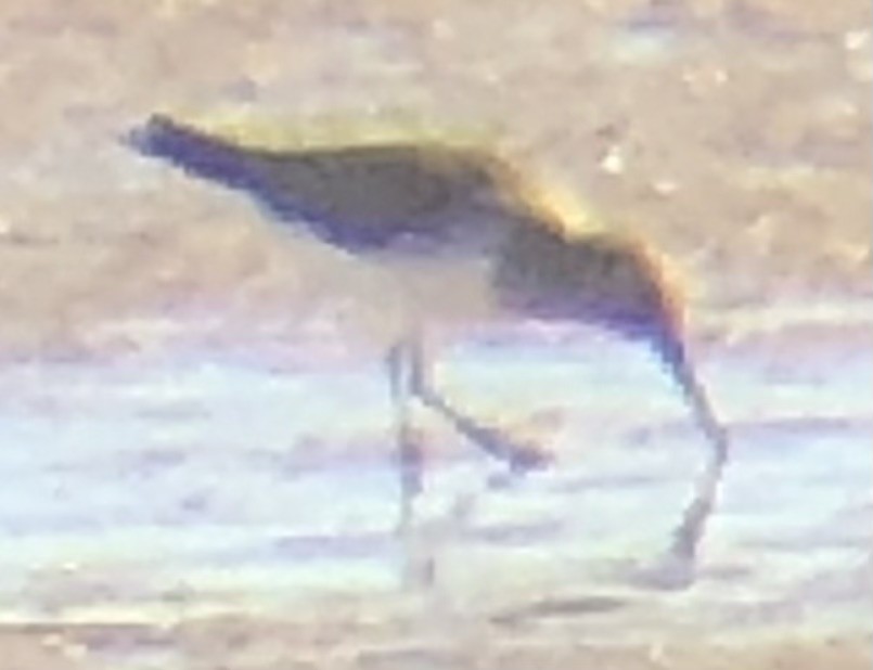 חופית אלפינית - ML644123799