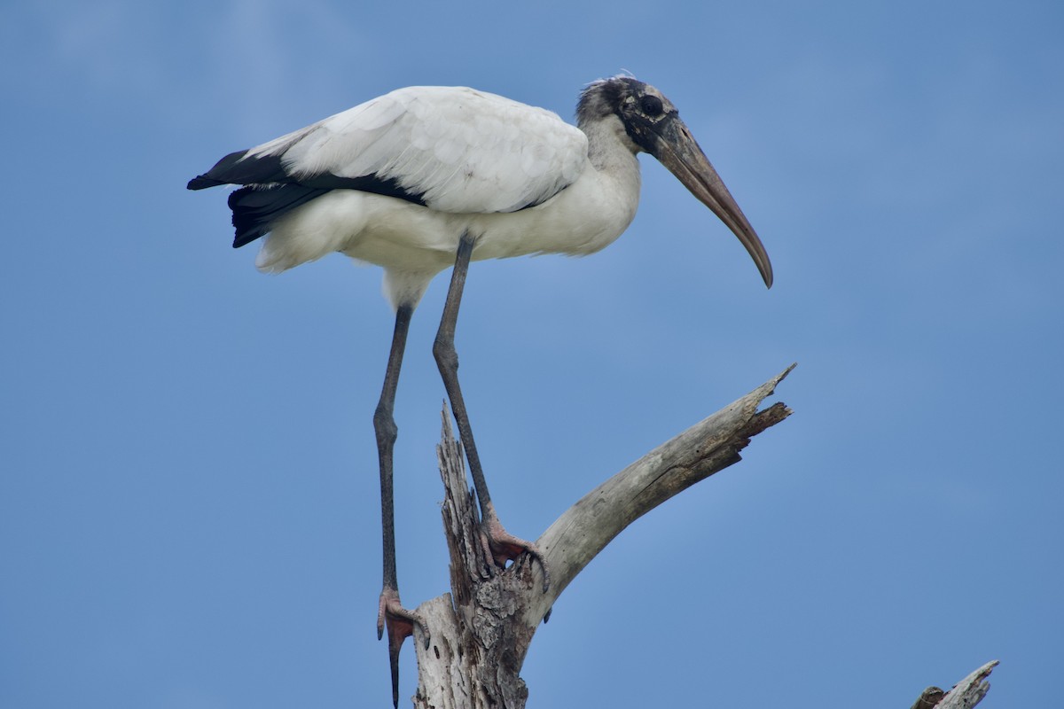 Wood Stork - ML644123801