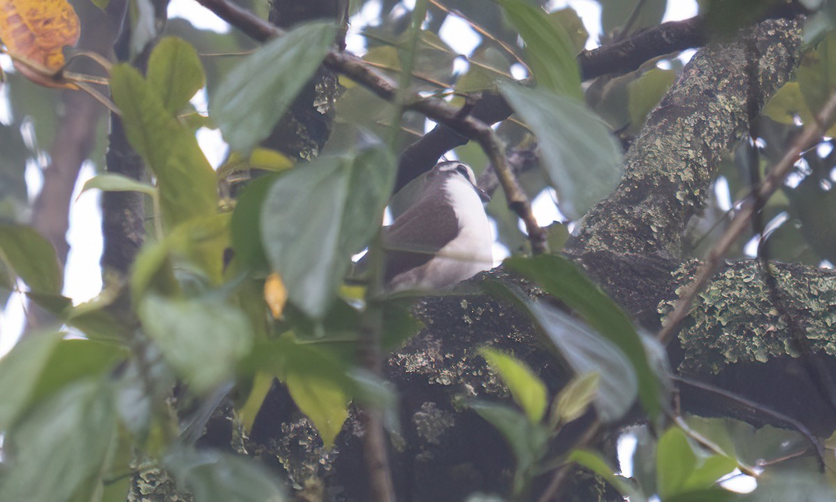 Tambourine Dove - ML644123802