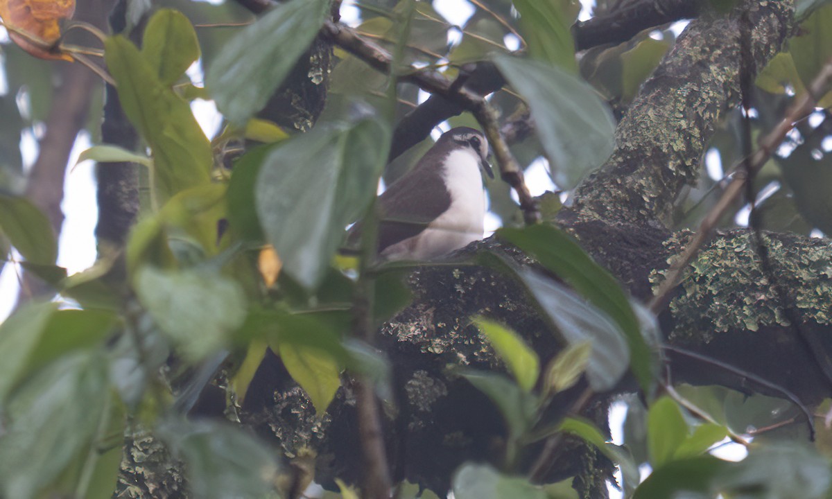 Tambourine Dove - ML644123803