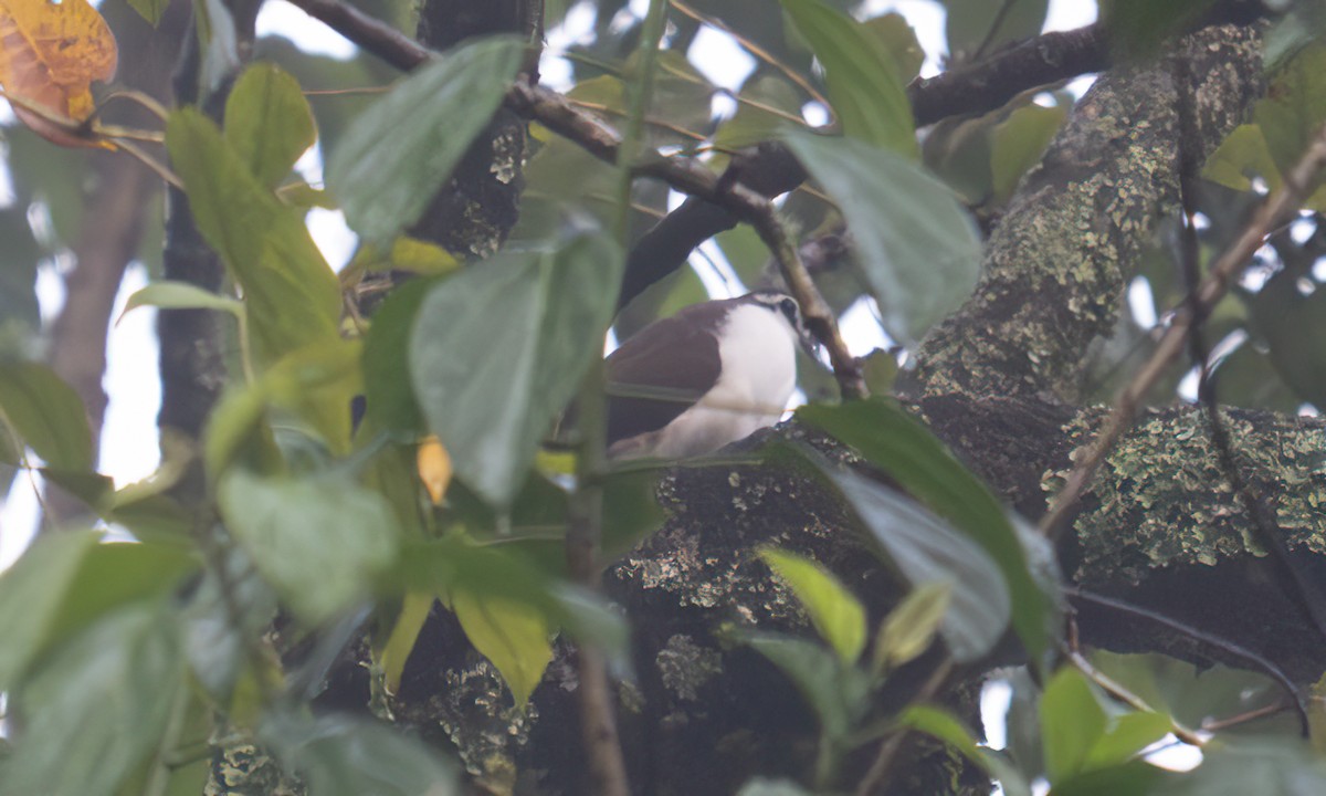 Tambourine Dove - ML644123804