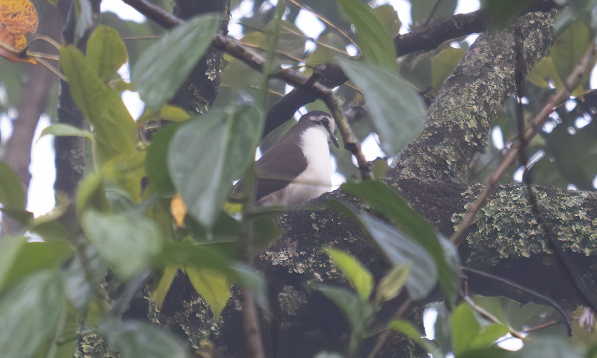 Tambourine Dove - ML644123805